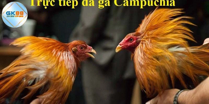 Đá gà Campuchia