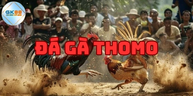 Đá gà Thomo